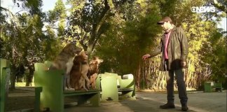 Conheça o adestrador que dedica parte do seu dia ensinando vira-latas sem dono