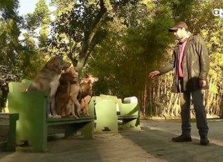 Conheça o adestrador que dedica parte do seu dia ensinando vira-latas sem dono