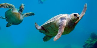 Extinção de espécies aumenta em escala sem precedentes, alerta relatório do IPBES