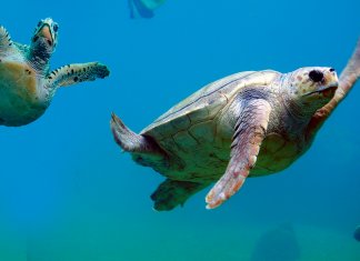 Extinção de espécies aumenta em escala sem precedentes, alerta relatório do IPBES