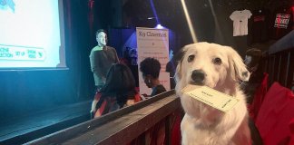 Neste cinema você pode levar seu cachorro e o ingresso também inclui vinho ilimitado Neste cinema você pode levar seu cachorro e o ingresso também inclui vinho ilimitado