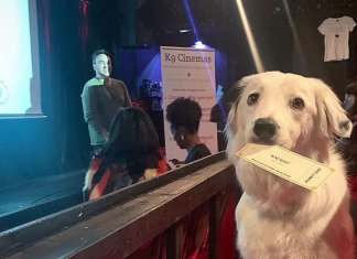 Neste cinema você pode levar seu cachorro e o ingresso também inclui vinho ilimitado