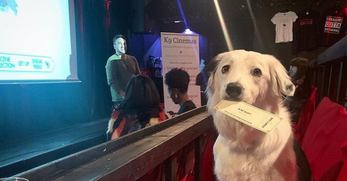 Neste cinema você pode levar seu cachorro e o ingresso também inclui vinho ilimitado