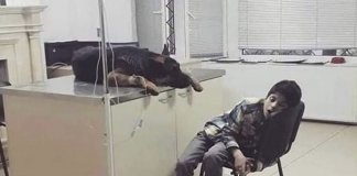 Criança passa a noite toda ao lado de seu cachorro internado. Os amigos não desistem!