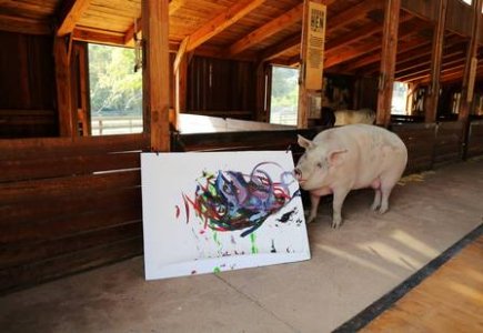 contioutra.com - Um pincel no focinho e uma ideia na cabeça: Pigcasso, a porca pintora, faz sucesso na África do Sul