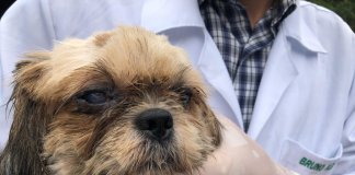 Estresse de humanos contagia os cães, afirma estudo