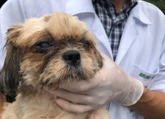 Estresse de humanos contagia os cães, afirma estudo