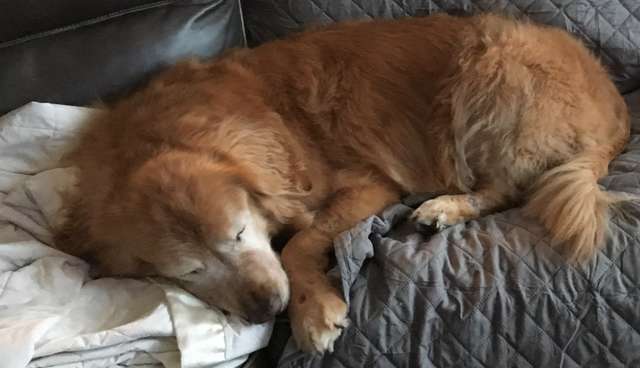 contioutra.com - Cachorro idoso cego ganha o seu próprio “cão-guia” e recupera a vontade de viver