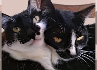 Teste de personalidade pode reduzir devolução de gatos adotados em abrigos