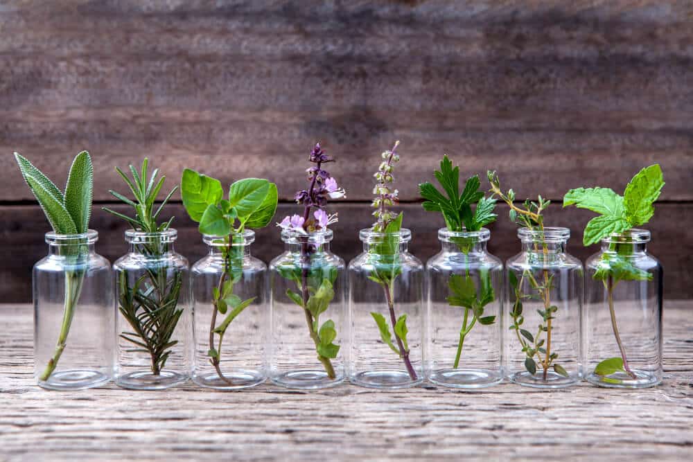 contioutra.com - 10 plantas aromáticas que não precisam de terra para crescer