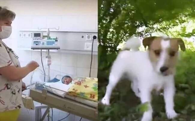 contioutra.com - O herói do dia! Cãozinho salva bebê que tinha sido abandonada na mata