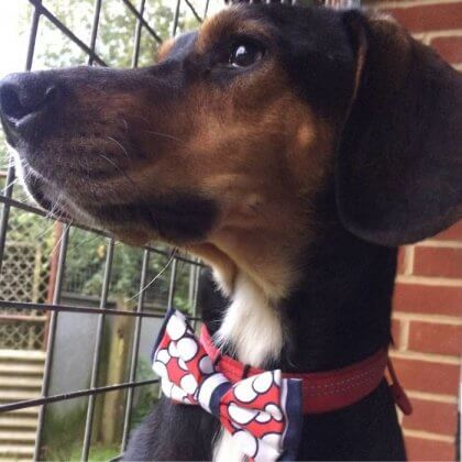 contioutra.com - Menino costura lindos laços para ajudar cães e gatos abandonados a serem adotados