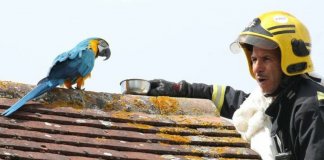 Arara desaforada xinga bombeiros ao ser resgatada de telhado