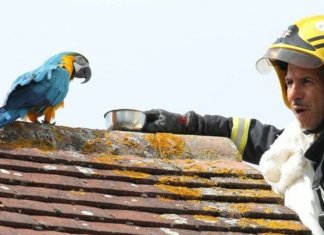 Arara desaforada xinga bombeiros ao ser resgatada de telhado