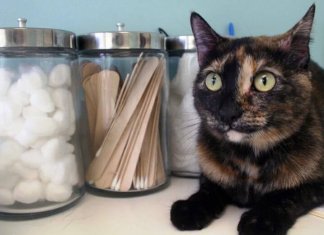 Em Portugal, cães e gatos adotados tem desconto em veterinários