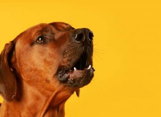 Cães não gostam de quem não gosta de seus donos