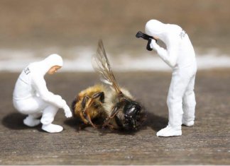 França se torna o primeiro país a proibir todos os cinco pesticidas ligados à morte de abelhas