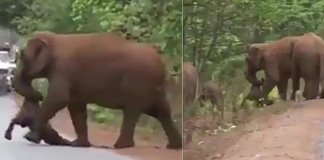 Elefantes “choram” durante funeral de filhote na Índia; assista
