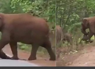 Elefantes “choram” durante funeral de filhote na Índia; assista