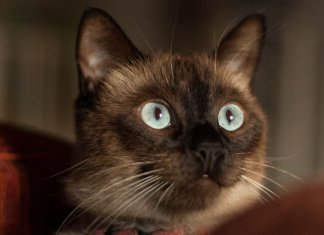 Os gatos eliminam energias negativas de ti e da tua casa