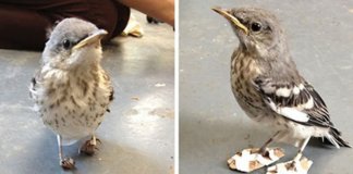 Passarinho com deficiência recebe sapatinhos ortopédicos e volta a caminhar