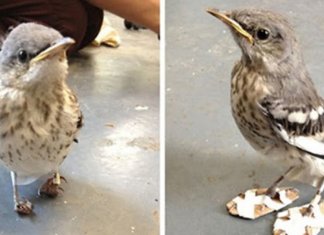 Passarinho com deficiência recebe sapatinhos ortopédicos e volta a caminhar