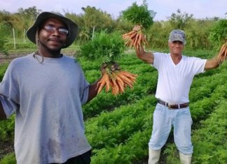 Fazenda de alimentos orgânicos contrata apenas moradores de rua