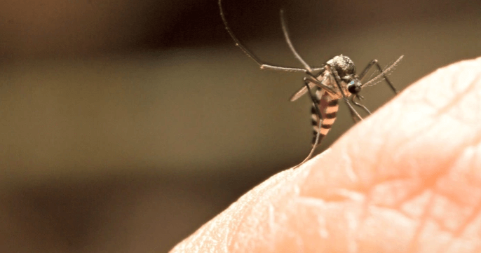contioutra.com - USP cria inseticida natural com cúrcuma para acabar com larva do Aedes aegypti