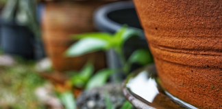 USP cria inseticida natural com cúrcuma para acabar com larva do Aedes aegypti USP cria inseticida natural com cúrcuma para acabar com larva do Aedes aegypti