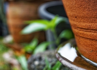 USP cria inseticida natural com cúrcuma para acabar com larva do Aedes aegypti