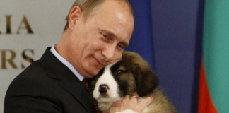 Vladimir Putin assina lei que proíbe crueldade com animais na Rússia