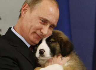 Vladimir Putin assina lei que proíbe crueldade com animais na Rússia