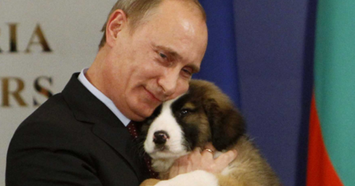 Vladimir Putin assina lei que proíbe crueldade com animais na Rússia