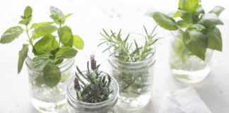 10 plantas aromáticas que não precisam de terra para crescer