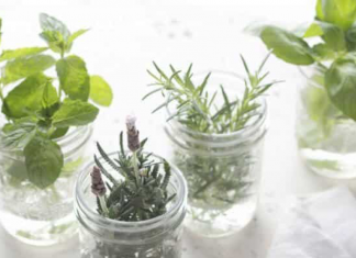 10 plantas aromáticas que não precisam de terra para crescer