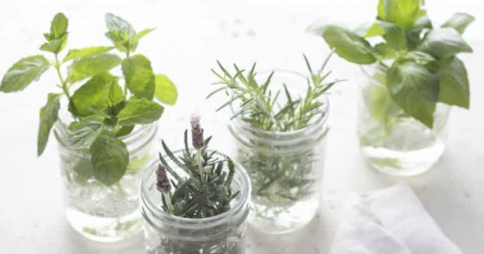 10 plantas aromáticas que não precisam de terra para crescer