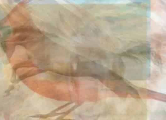 Qual animal você vê?