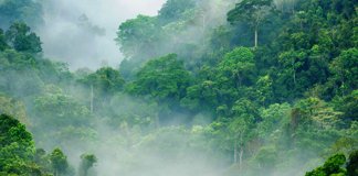 Na Tailândia, aviões de guerra agora são usados para bombardear sementes em áreas desmatadas Na Tailândia, aviões de guerra agora são usados para bombardear sementes em áreas desmatadas