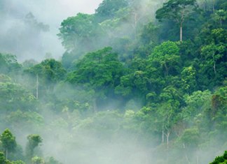 Na Tailândia, aviões de guerra agora são usados para bombardear sementes em áreas desmatadas