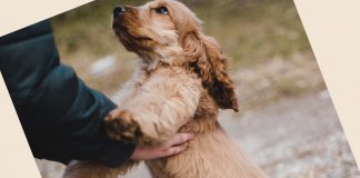 “Quando você adotar um cachorro…”- emocionante texto de Wandra Scholze