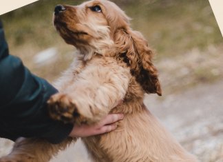 “Quando você adotar um cachorro…”- emocionante texto de Wandra Scholze