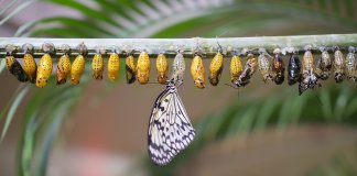 A cada 7 anos, sua vida, corpo e relacionamentos mudam. Preste atenção a esses ciclos da vida! A cada 7 anos, sua vida, corpo e relacionamentos mudam. Preste atenção a esses ciclos da vida!