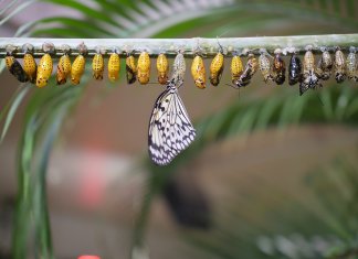 A cada 7 anos, sua vida, corpo e relacionamentos mudam. Preste atenção a esses ciclos da vida!