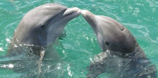 Captura e criação de baleias e golfinhos é proibida no Canadá