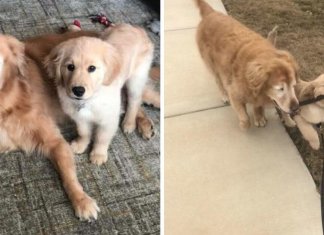 Cachorro idoso cego ganha o seu próprio “cão-guia” e recupera a vontade de viver