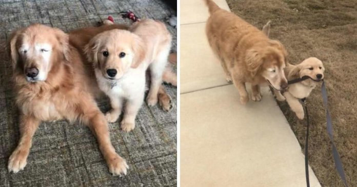 e8a87afef658feb39a90c3fcb75b3b3f Cachorro idoso cego ganha o seu próprio “cão-guia” e recupera a vontade de viver