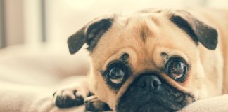 Facebook procura proibir a venda de todos os tipos de animais em sua plataforma. Eles querem protegê-los