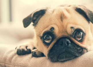 Facebook procura proibir a venda de todos os tipos de animais em sua plataforma. Eles querem protegê-los