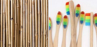 Combate à poluição plástica: Empresa fabrica e distribui gratuitamente escovas de dente de bambu