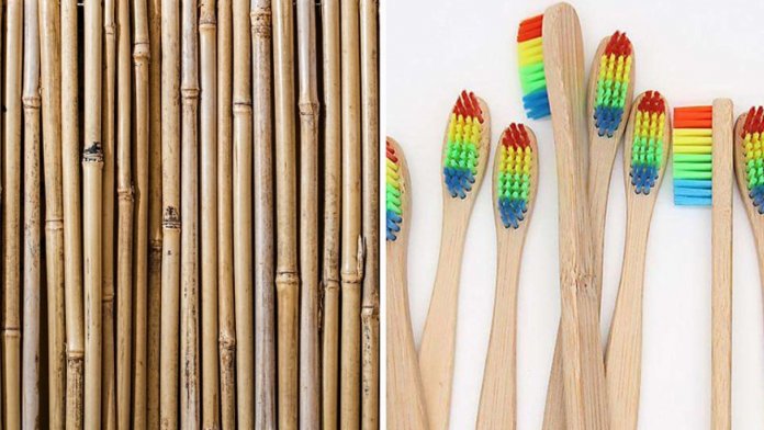 Combate à poluição plástica: Empresa fabrica e distribui gratuitamente escovas de dente de bambu